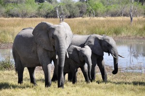 elephant-55255_640
