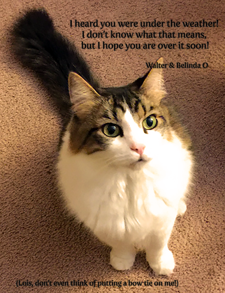 Feel Better Soon Lois