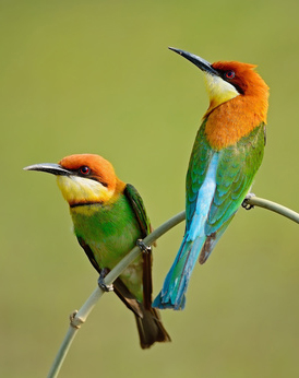 Chestnut-headed Bee-eater