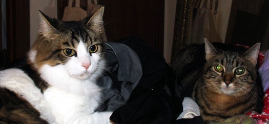 Walter and Mimi in the fresh laundry