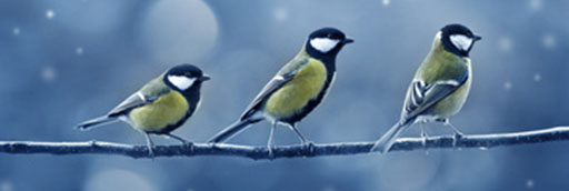 three titmouse birds in winter