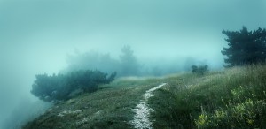 Path through a mysterious dark old forest in fog