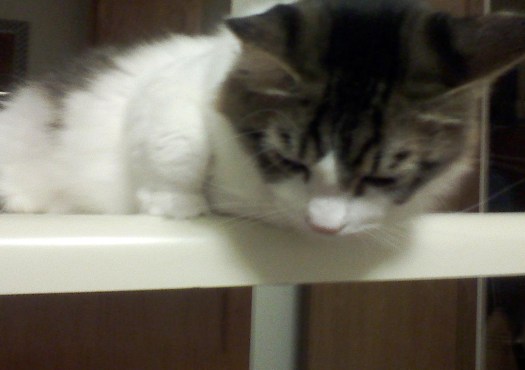 Rats I liked that bowl