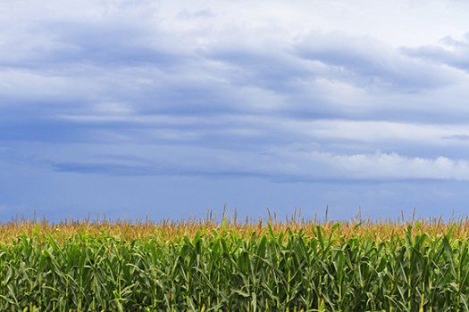 Corn field landscape with storm clouds off in the distance