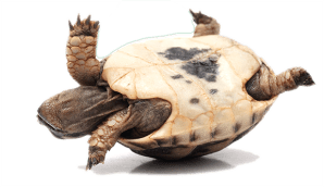 upside-down-turtle