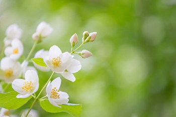 Spring Background. Spring Blooming Apple Tree With Rain Drops.
