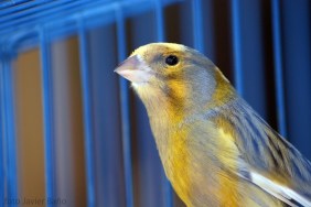 canary-20522_1920