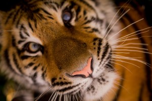 tiger-498543_1920