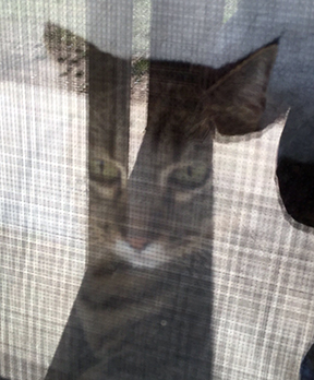 Mimi looking out the window