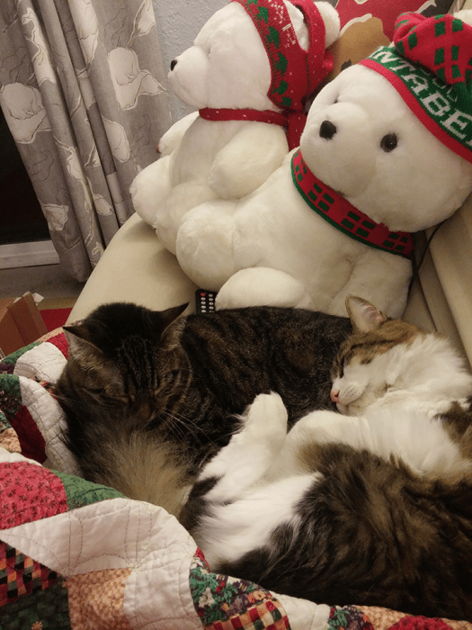 Kitties and Santa Bears