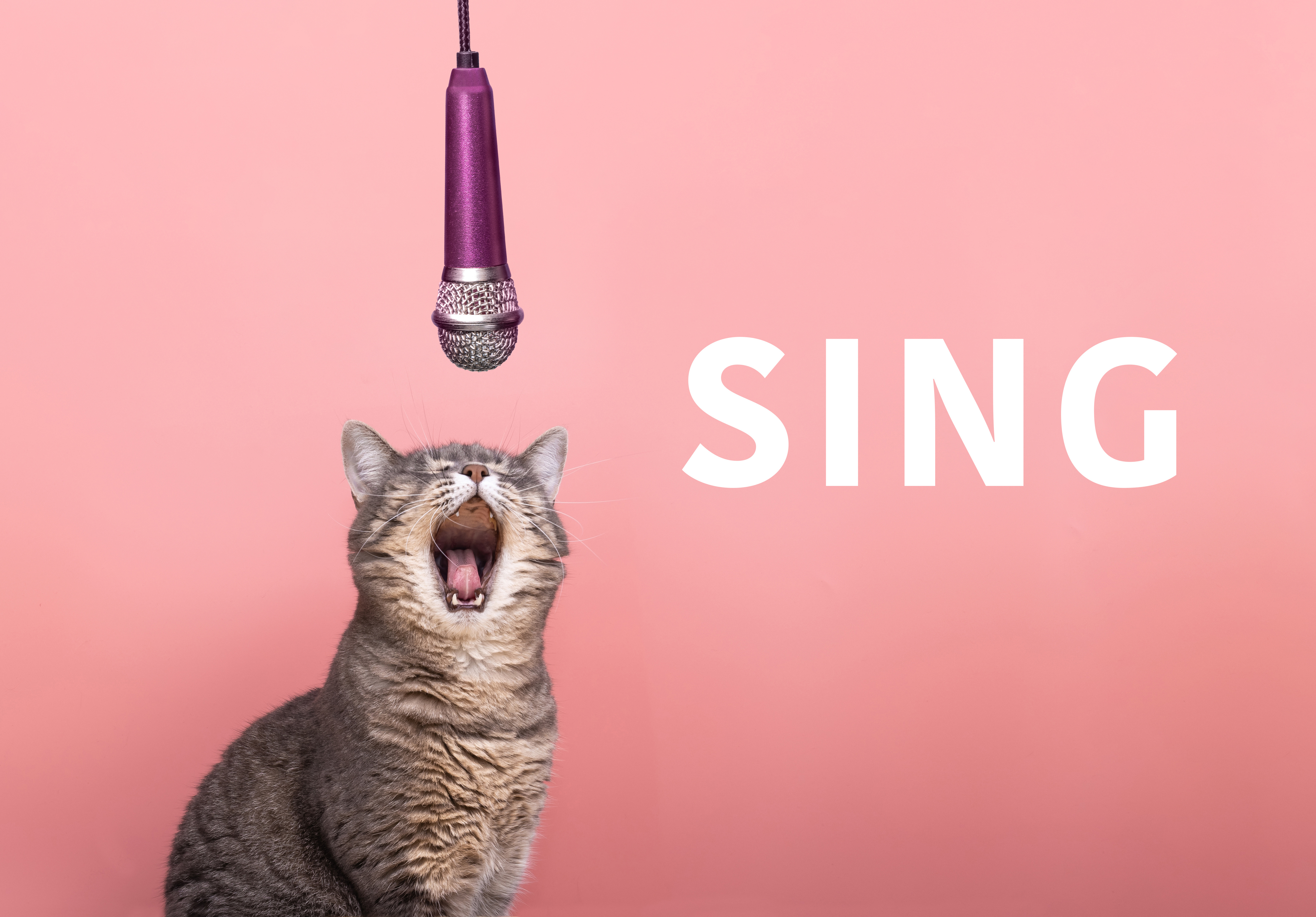 cat and microphone on a pink background. the cat sings into the