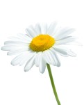 Beautiful daisy isolated on white background