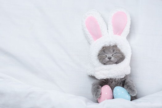 Easter Kitty